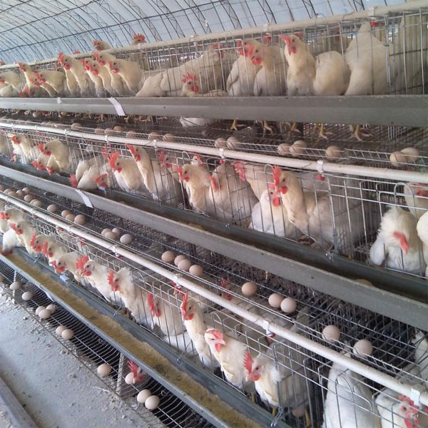 Chicken Cage
